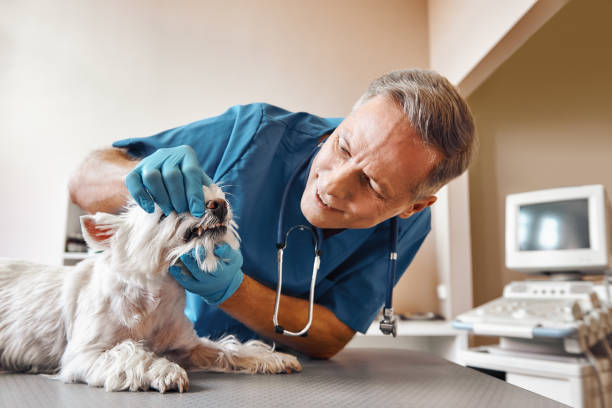 Best Tooth Infection Emergency Dentist  in Albany, MO